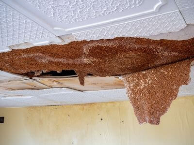 Professional black mold removal services in Graysville - Black Mold Removal Graysville